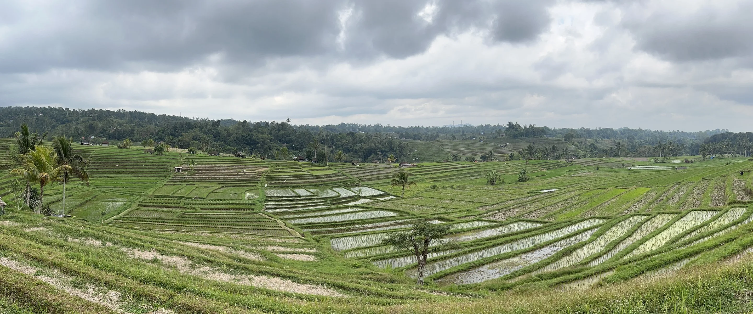 Les rizières de Jatiluwih