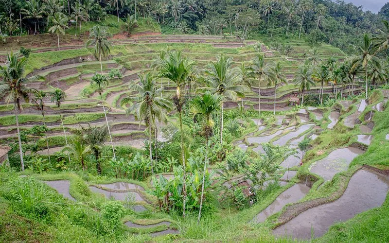 Tegallalang rice terraces, north of Ubud