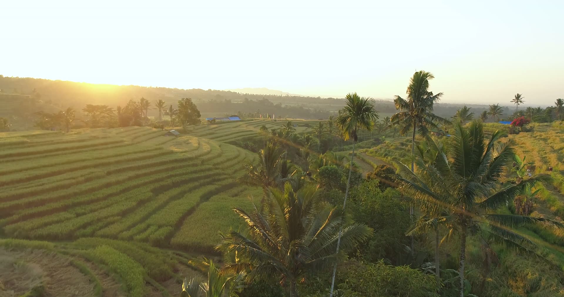 Calao Bali