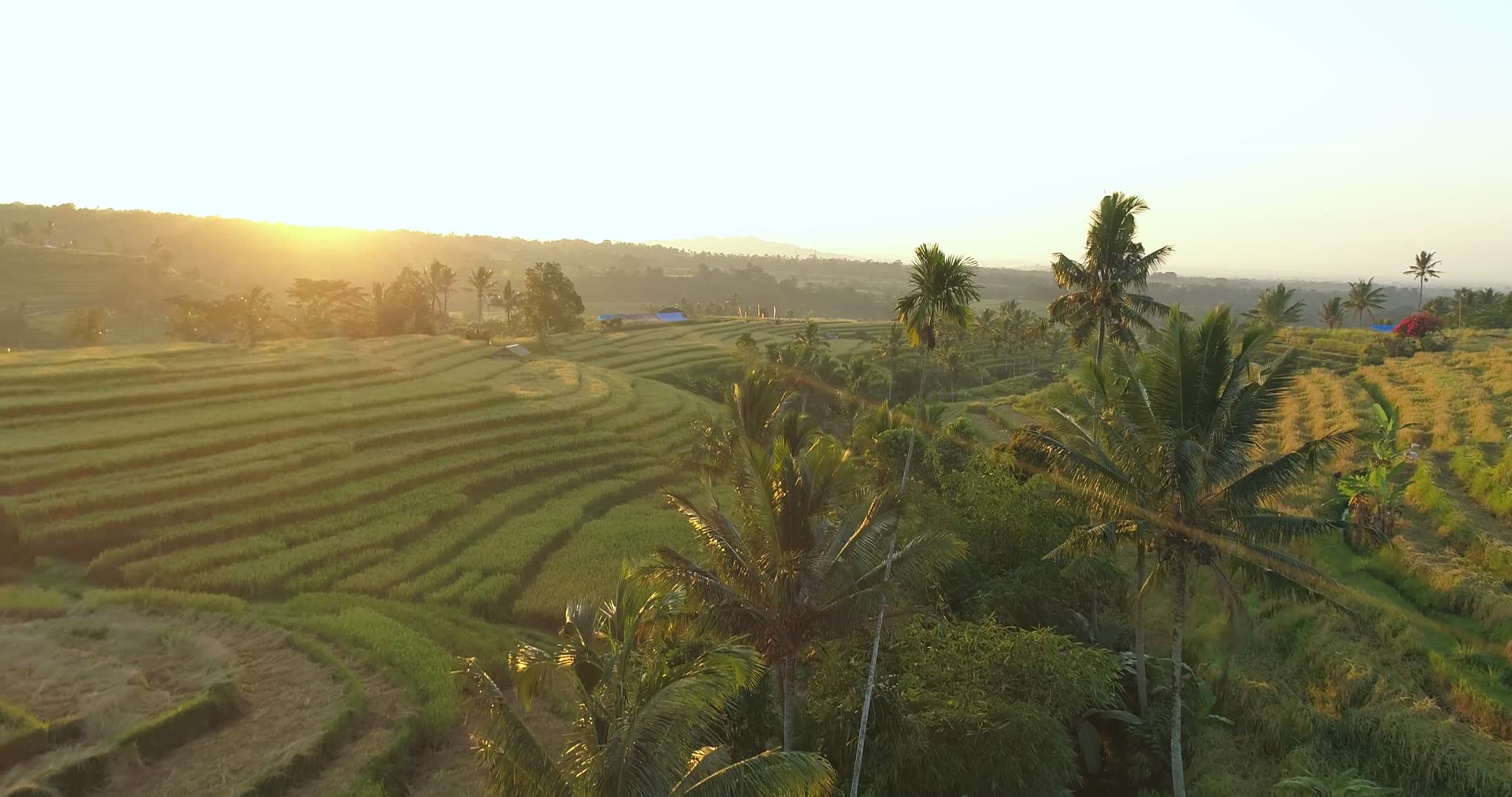Calao Bali